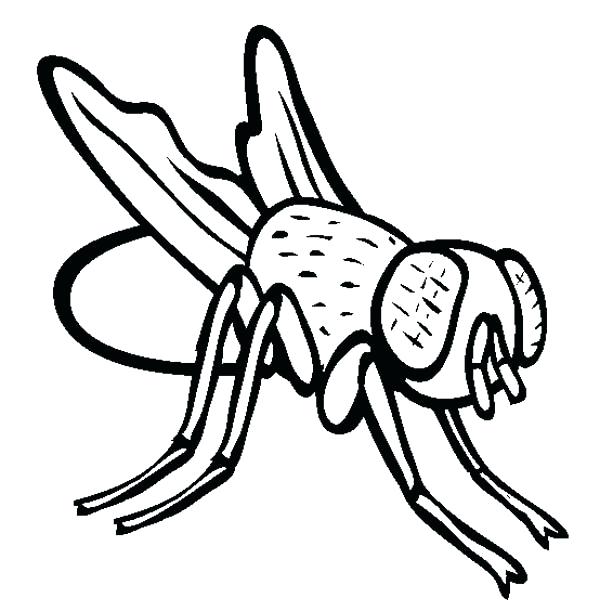 Fly Guy Coloring Pages at Free printable colorings
