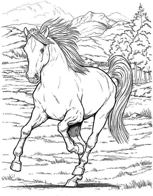 600x771 20 Realistic Foal Coloring Pages Page For Kids And Adults 600x771 20 Realistic Foal Coloring Pages Page For Kids And Adults