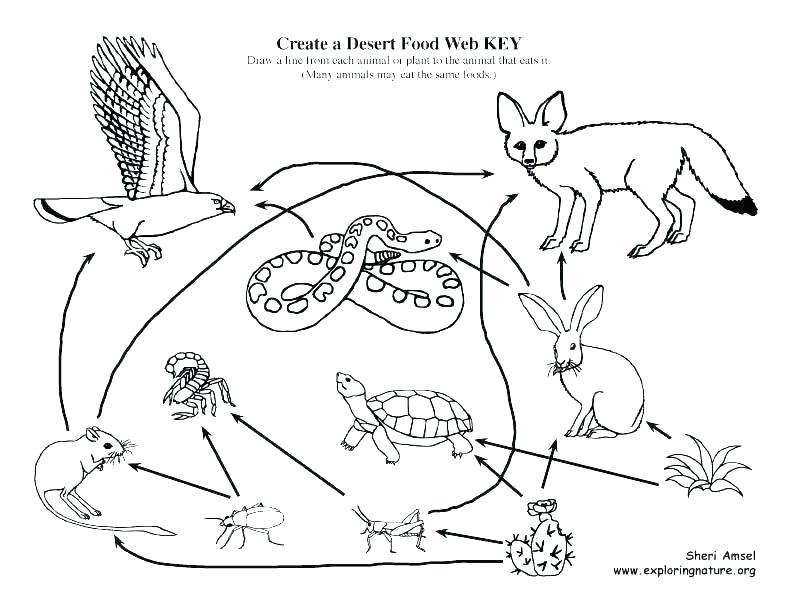 Food Chain Coloring Pages At GetColorings Free Printable