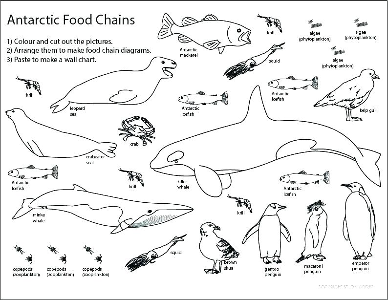 Food Chain Coloring Pages at GetColorings.com | Free ...