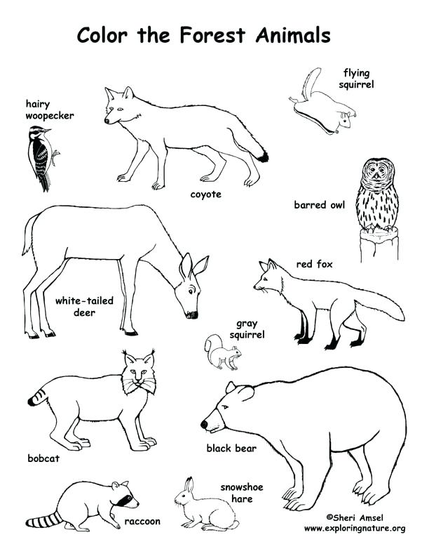 Forest Animal Coloring Pages For Kids at GetColorings.com | Free