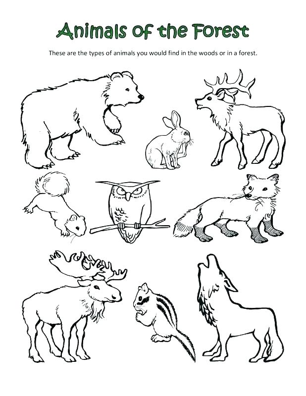 Forest Animals Coloring Pages at Free printable