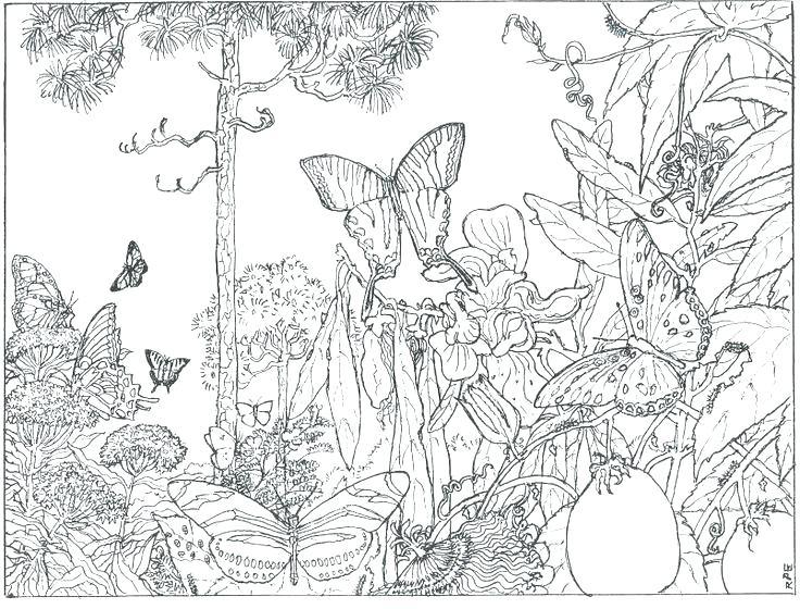 enchanted coloring forest drawing adults printable getcolorings getdrawings