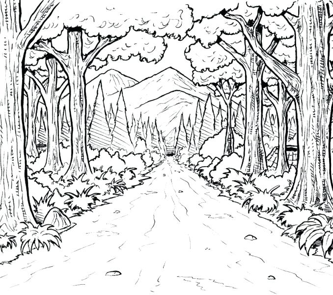forest-habitat-drawing-at-getdrawings-free-download