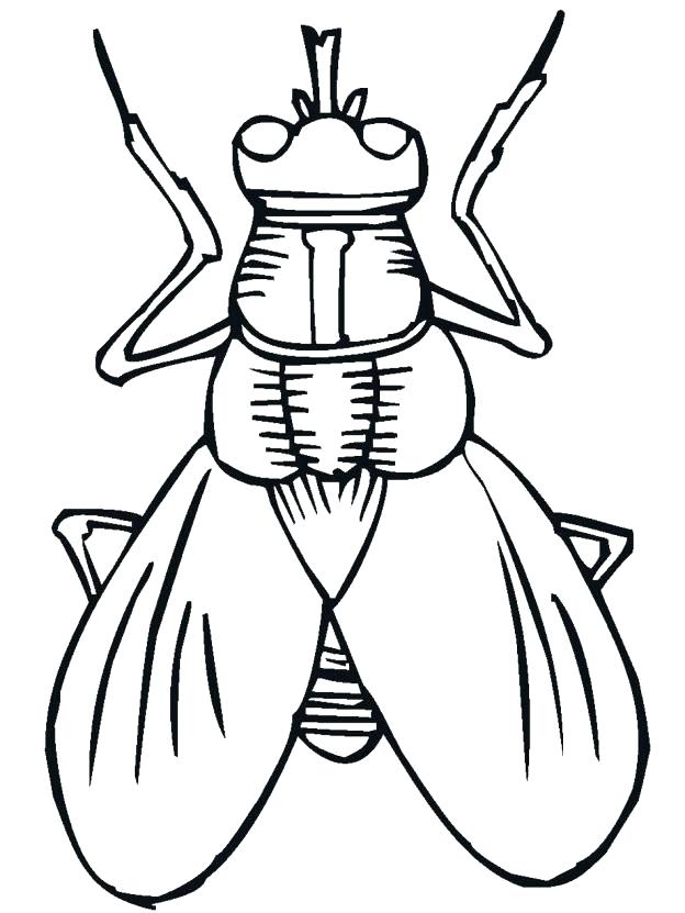 Free Bug Coloring Pages at GetColorings.com | Free printable colorings