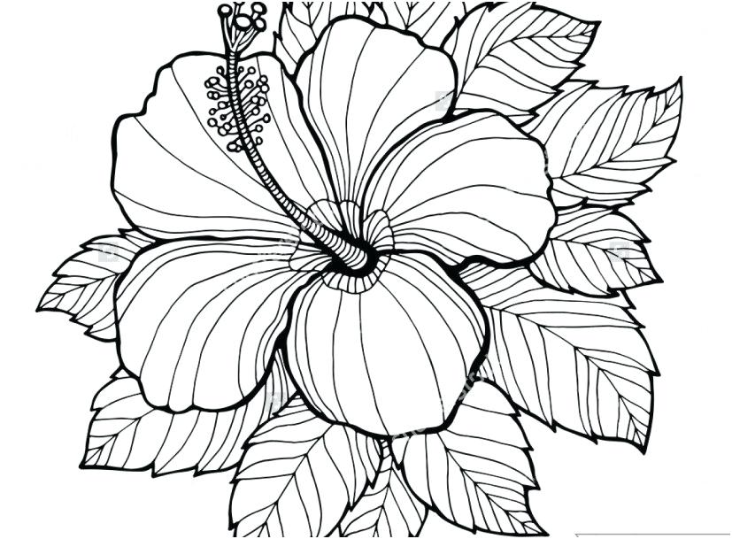Free Coloring Pages Of Hawaiian Flowers at GetColorings.com | Free
