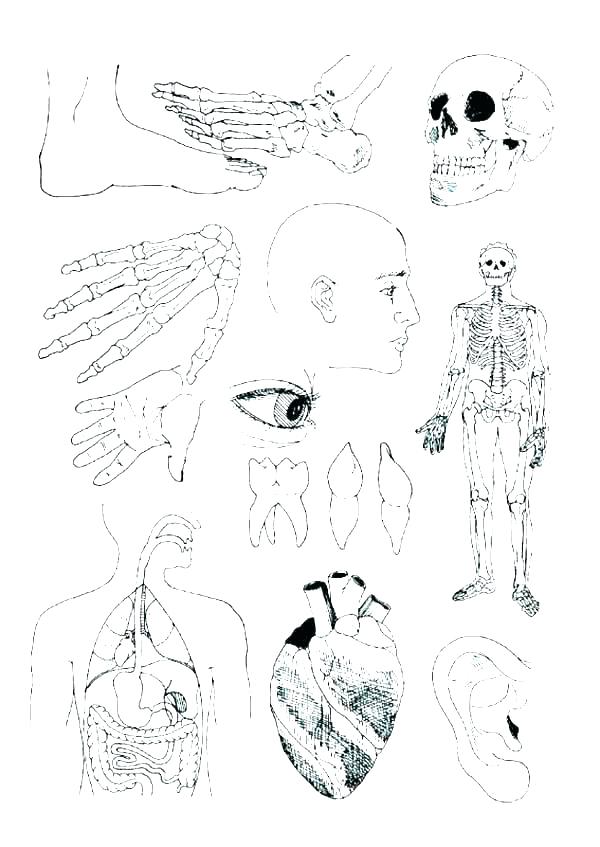Free Printable Human Anatomy Coloring Pages at GetColorings com Free