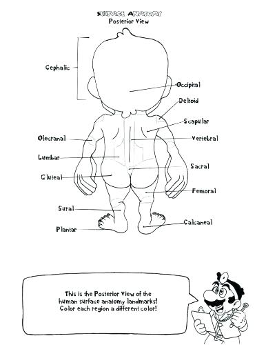 Free Printable Human Anatomy Coloring Pages At GetColorings Com Free