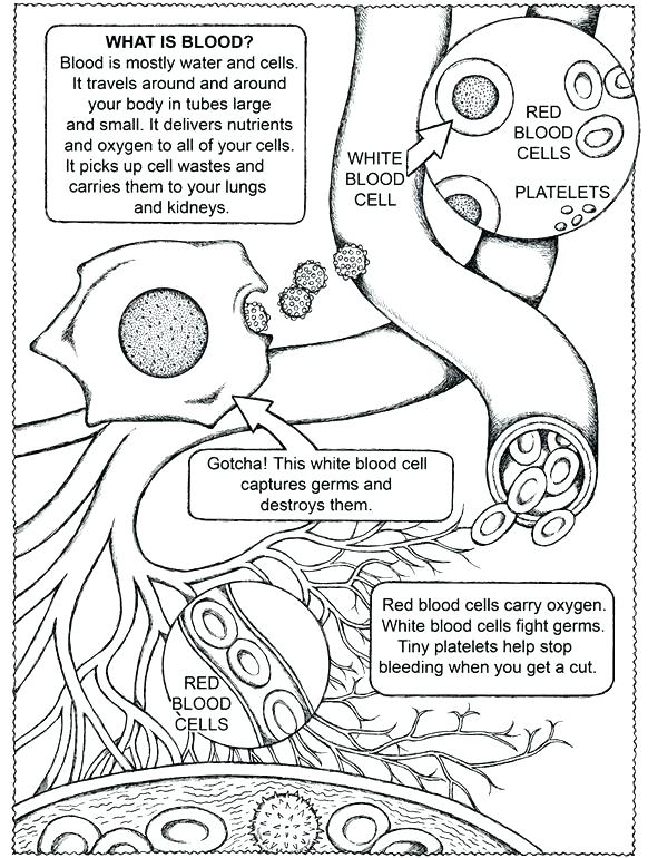 free-printable-human-anatomy-coloring-pages-at-getcolorings-free