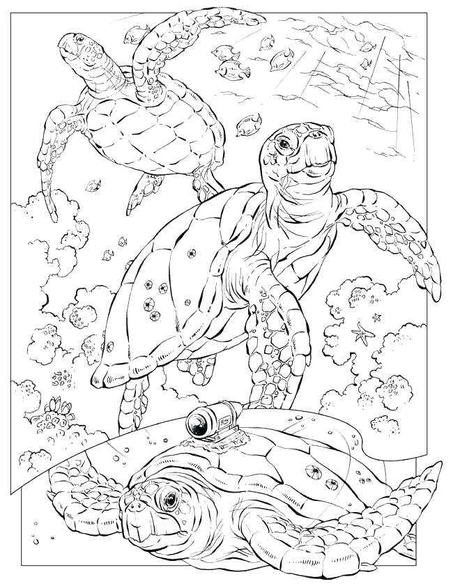 Free Printable Sea Life Coloring Pages At GetColorings Free 