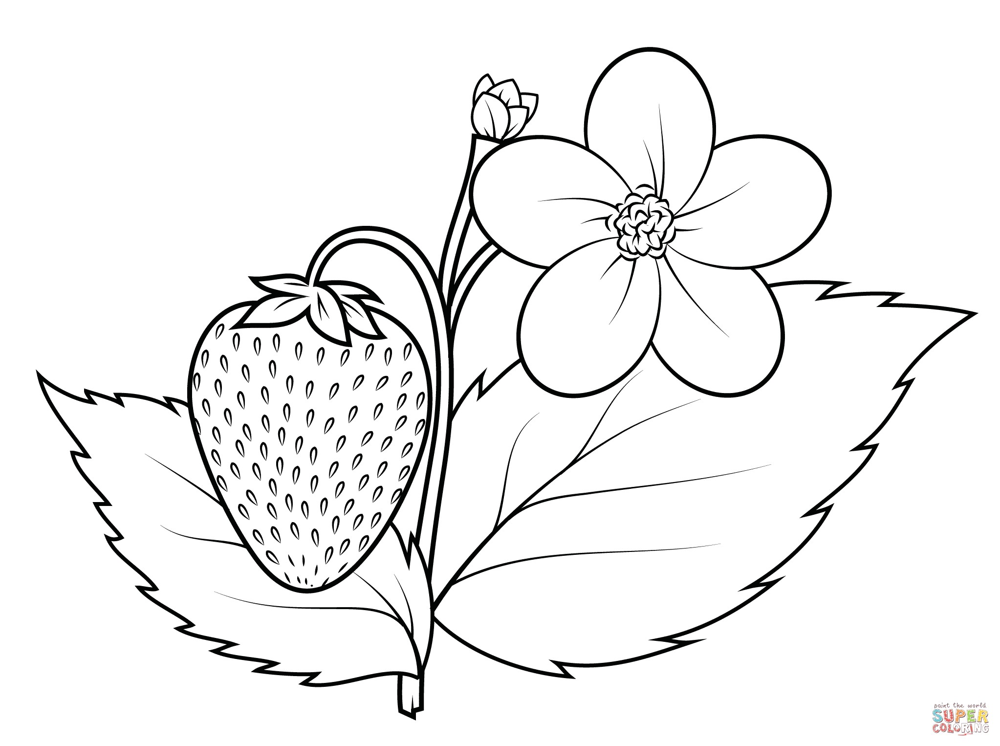 Free Printable Strawberry Coloring Pages At GetColoringscom | Free