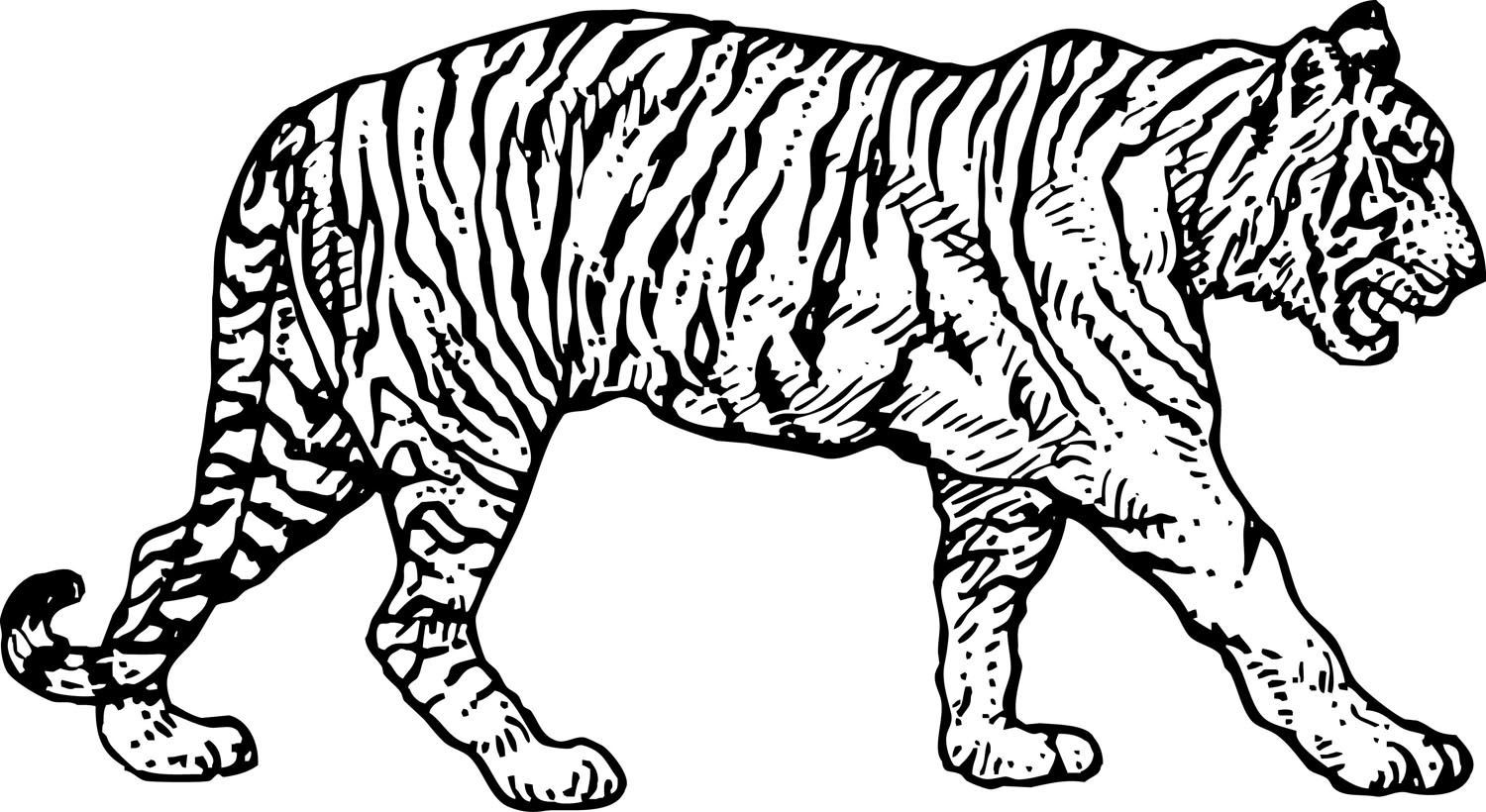 free-printable-tiger-coloring-pages-at-getcolorings-free