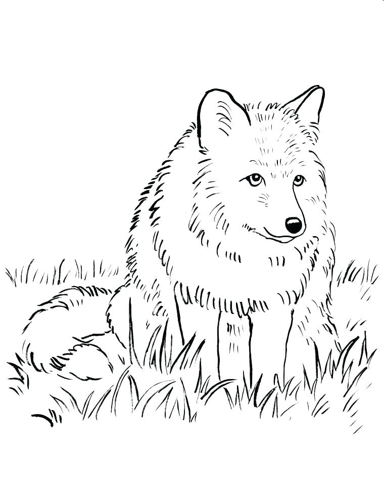 free-printable-wolf-coloring-pages-at-getcolorings-free-printable