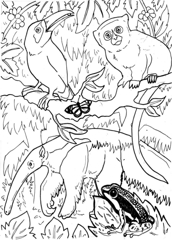 Free Rainforest Coloring Pages at GetColorings.com | Free printable