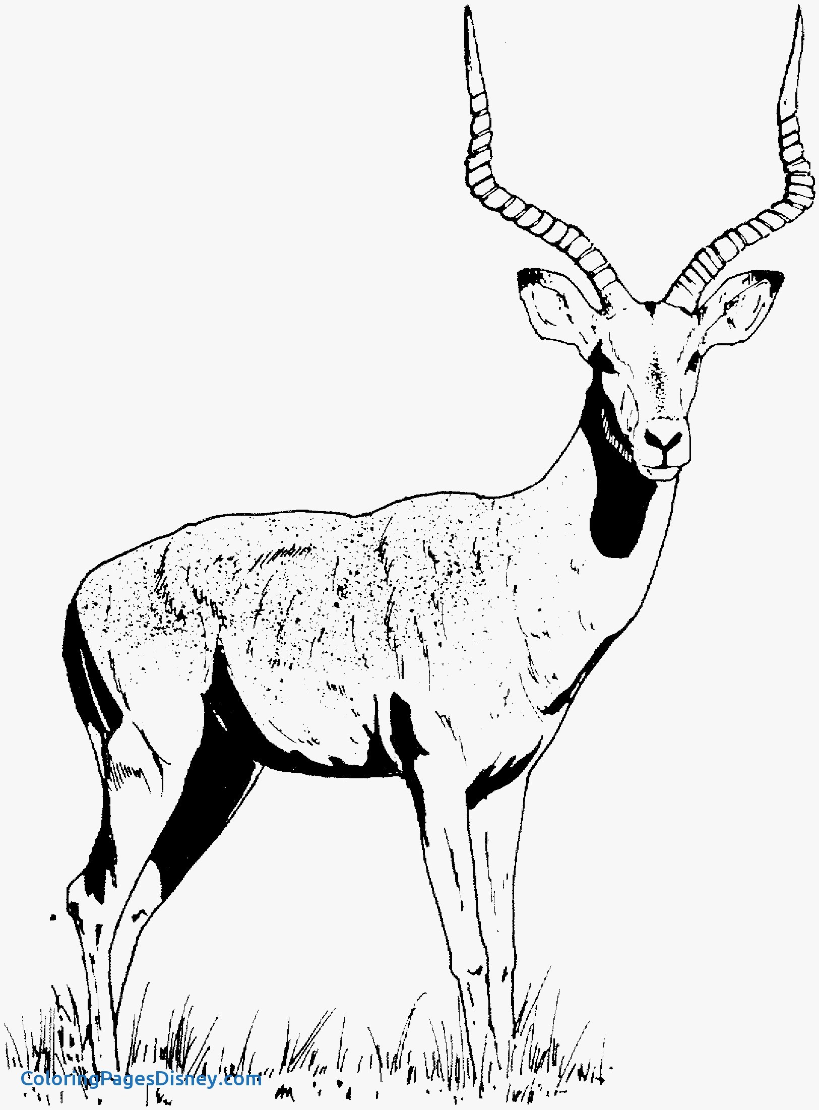 Gazelle Coloring Page at GetColorings.com | Free printable colorings