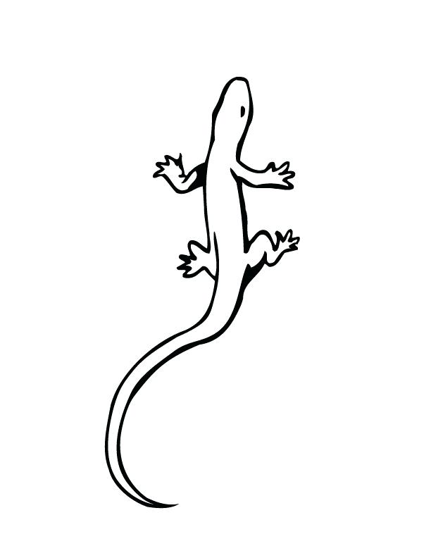 Gecko Coloring Pages Printable At Getcolorings.com 