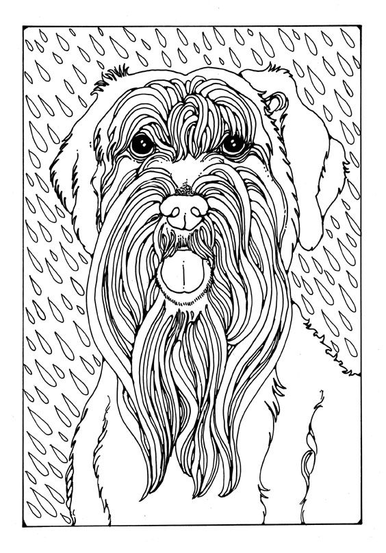 German Shorthaired Pointer Coloring Pages at GetColorings.com | Free