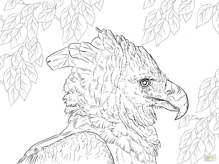 Golden Eagle Coloring Page at GetColorings.com | Free printable