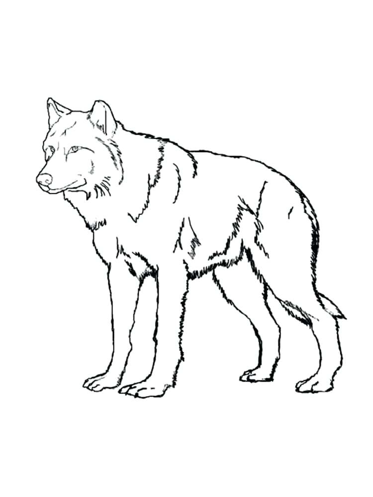 Gray Wolf Coloring Page at Free printable colorings