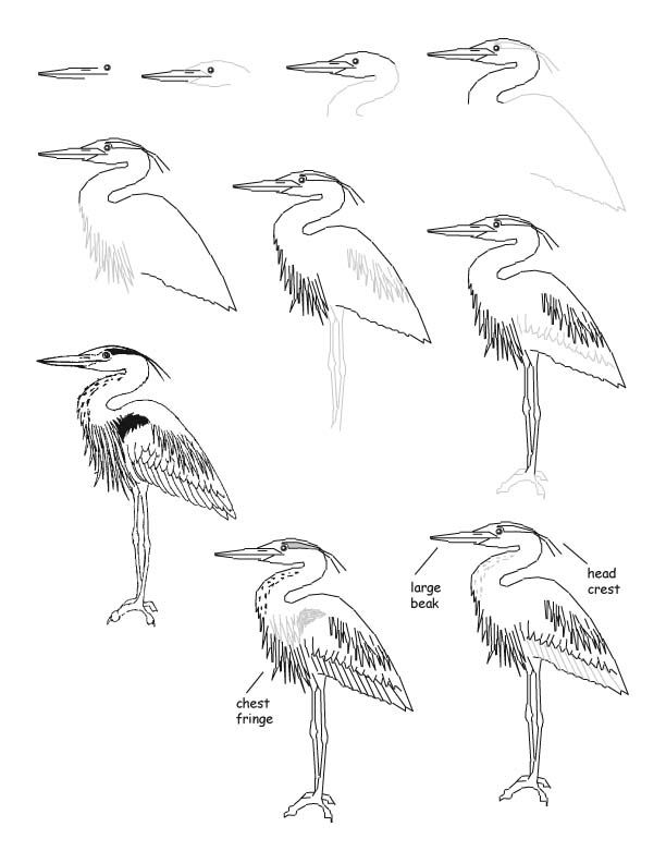 Great Blue Heron Coloring Page at GetColorings.com | Free printable