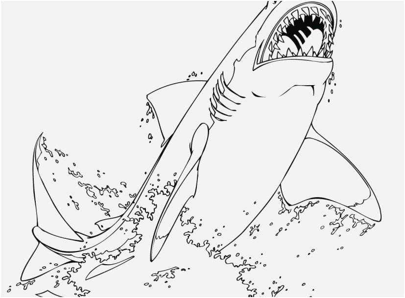 Great White Coloring Pages at Free