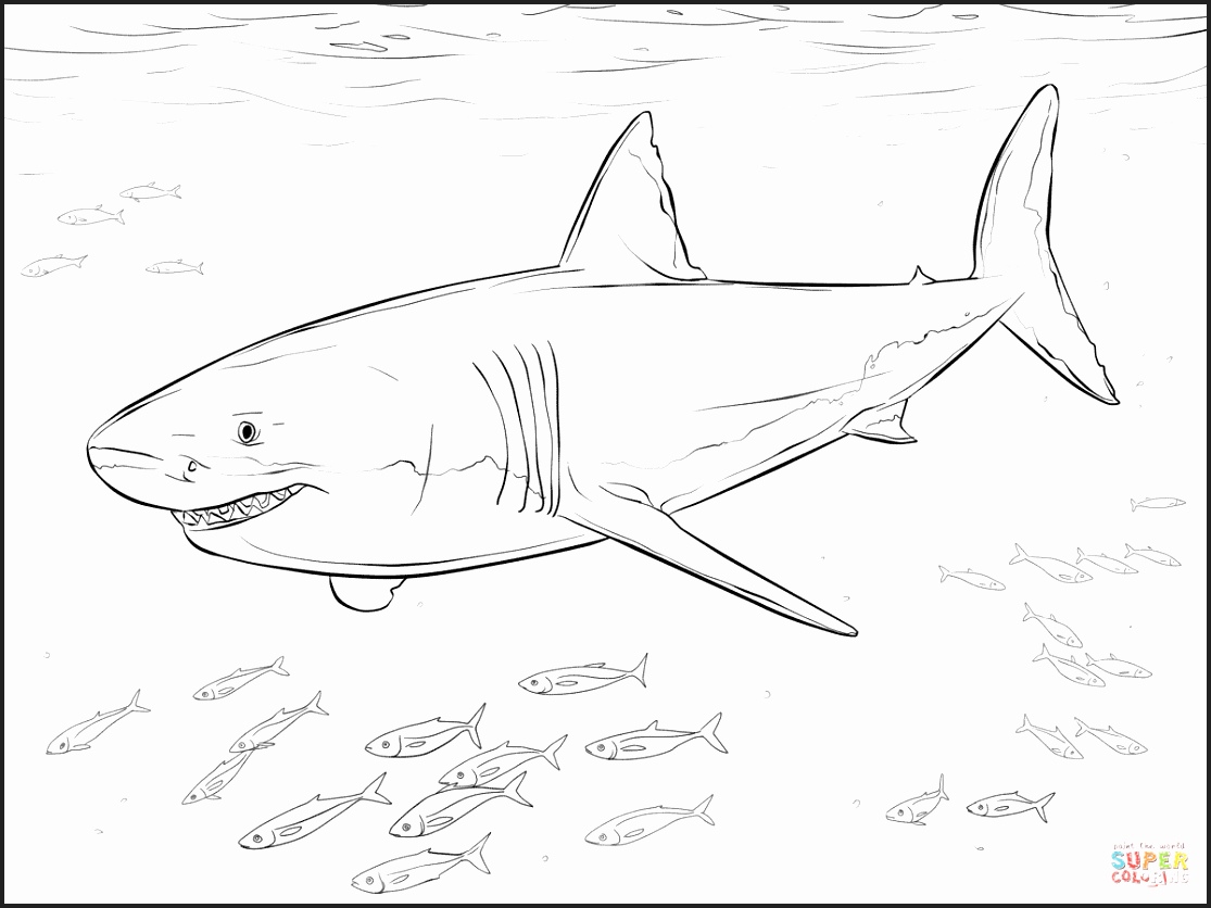 Great White Coloring Pages at GetColorings.com | Free printable