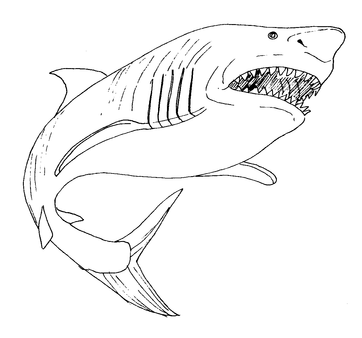 Great White Shark Coloring Page at Free printable