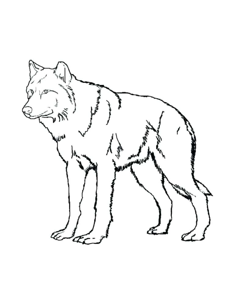 Grey Wolf Coloring Pages At Getcolorings Free Printable Colorings