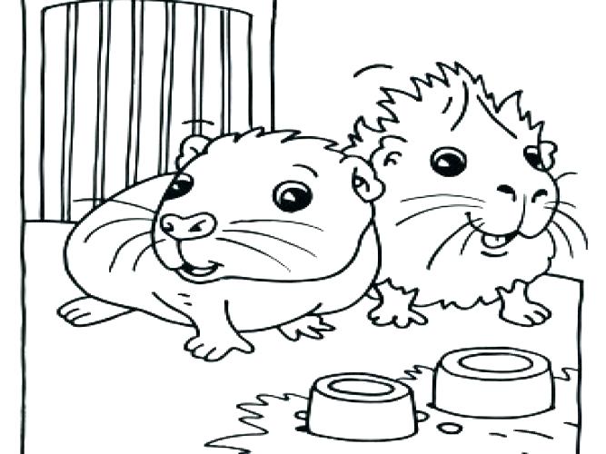 Guinea Pig Coloring Pages To Print At GetColorings Free Printable 