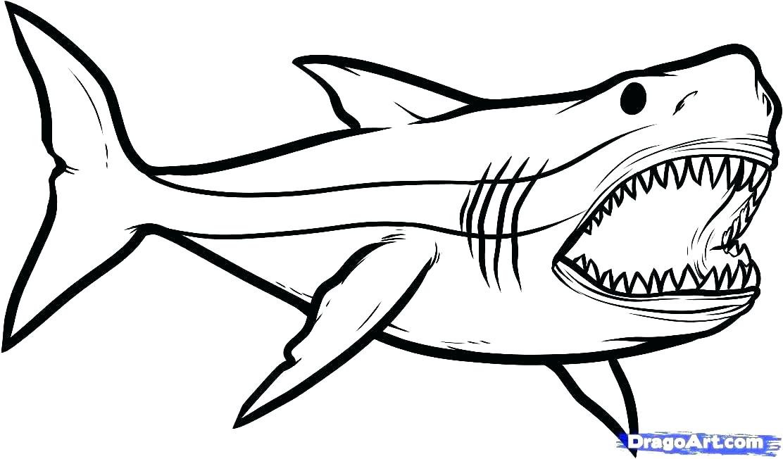 Hammerhead Coloring Pages at Free