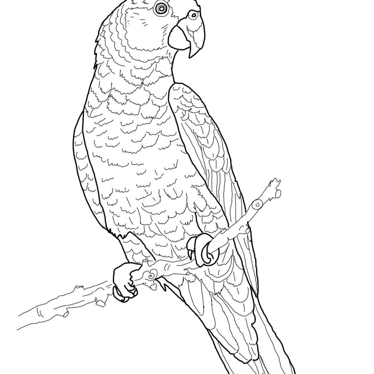 Hard Bird Coloring Pages at GetColorings.com | Free printable colorings