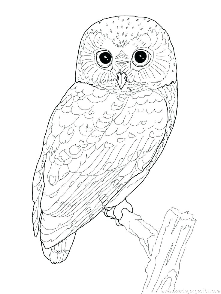 Hard Owl Coloring Pages at GetColorings.com | Free printable colorings