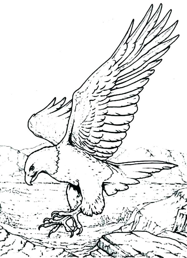 Harpy Eagle Coloring Page at GetColorings.com | Free printable