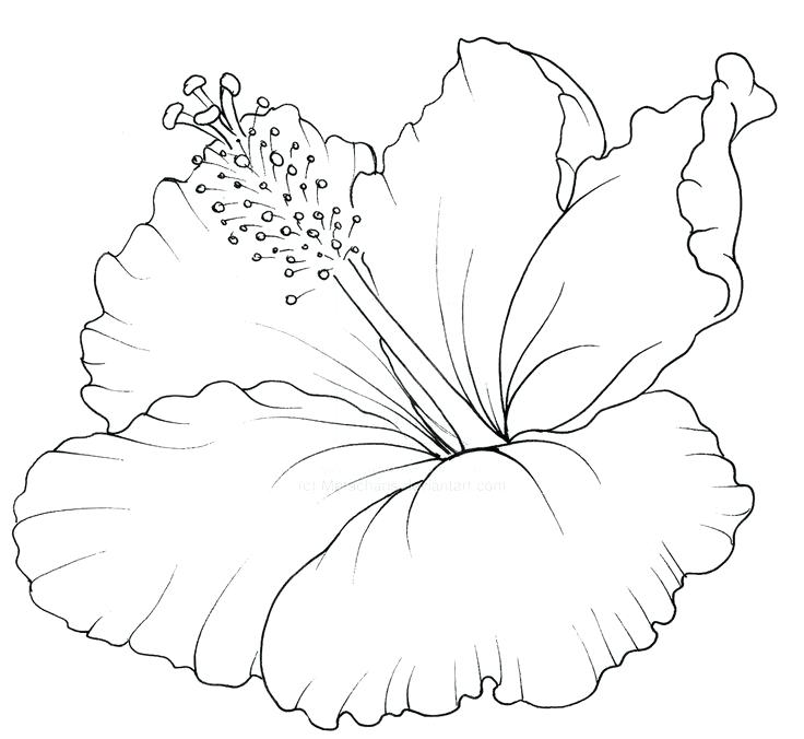 Hawaiian Flower Coloring Page at GetColorings.com | Free printable