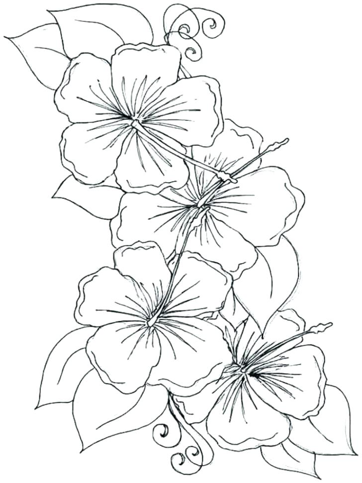 Hawaiian Flower Coloring Page at Free printable