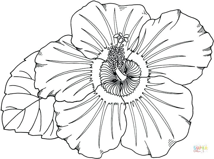 Hawaiian Islands Coloring Page at GetColorings.com | Free printable