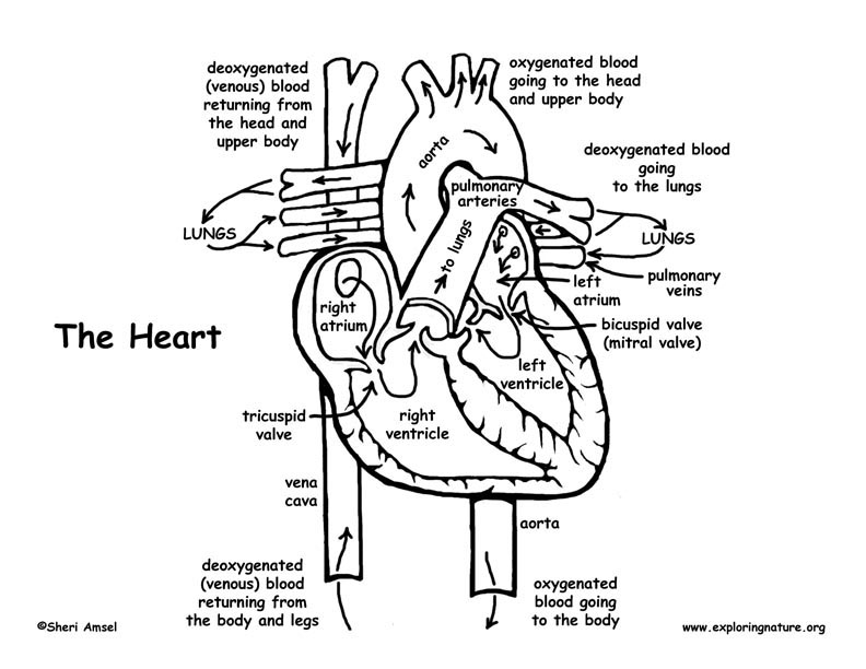Heart Anatomy Coloring Pages at Free printable
