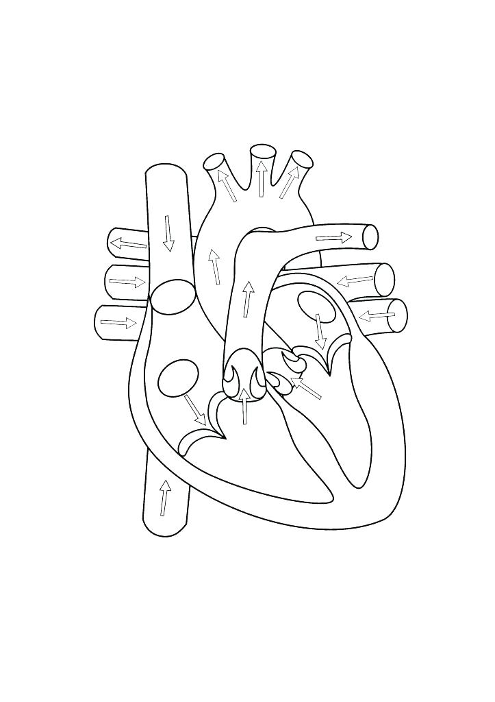 Heart Diagram Coloring Page at GetColorings.com | Free printable