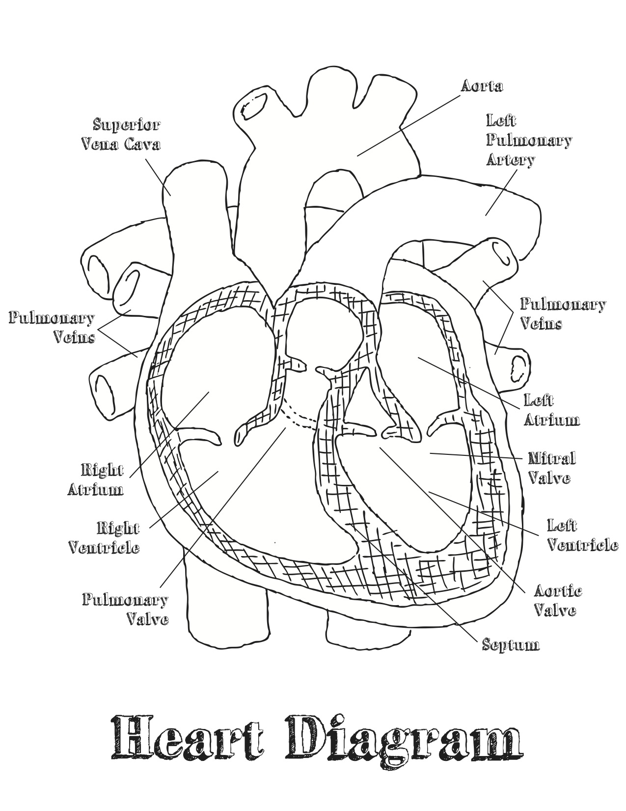 Heart Diagram Coloring Page at GetColoringscom Free