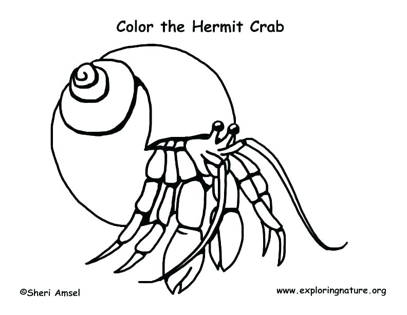 Hermit Crab Coloring Page at GetColorings.com | Free printable