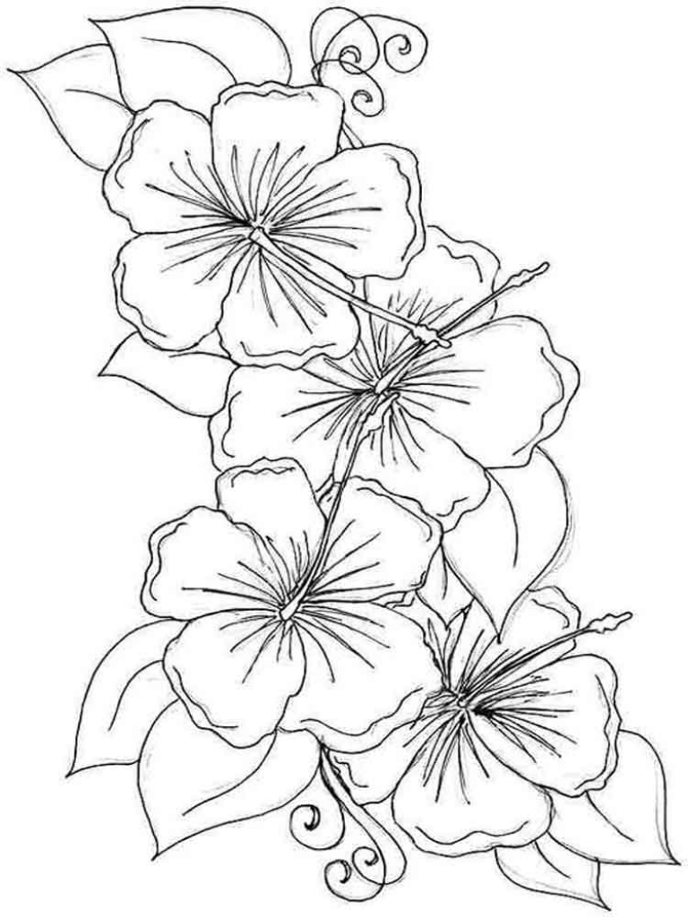 coloring flower hibiscus violet flowers drawing printable orchid hawaiian line rose petal drawings colorings getcolorings getdrawings template colors shape templates