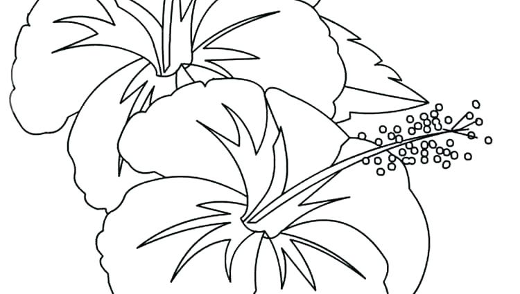 Hibiscus Coloring Page at GetColorings.com | Free printable colorings