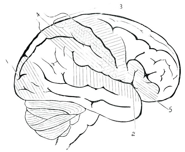 Human Anatomy Coloring Pages At Getcolorings Free Printable