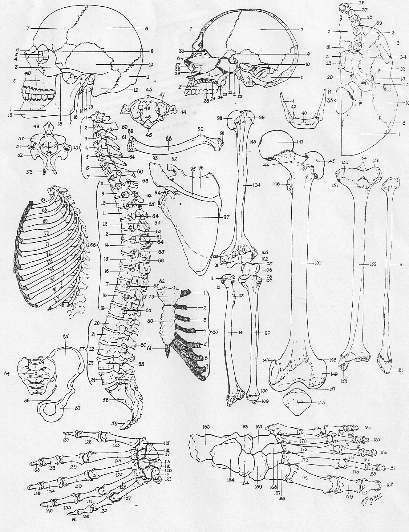 29-anatomy-coloring-pages-bones-pics-download-diagrams