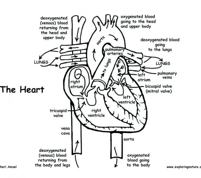 Human Body Systems Coloring Pages At Getcolorings Com Free Printable Colorings Pages To Print