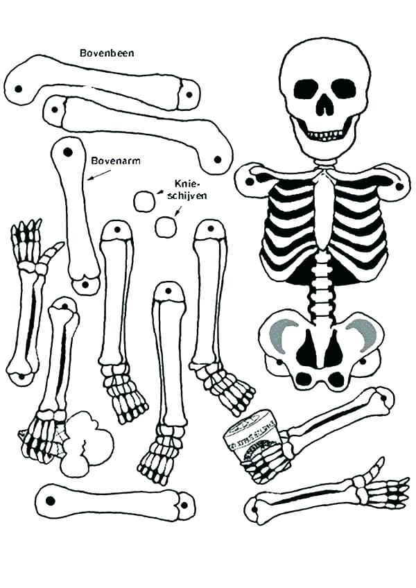 Human Bone Coloring Pages At GetColorings Free Printable 