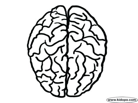 Human Brain Coloring Page at GetColoringscom Free