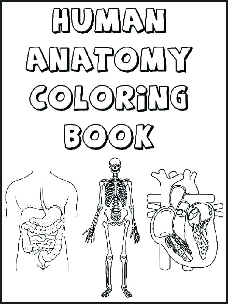 Human Organs Coloring Pages at GetColorings.com | Free printable