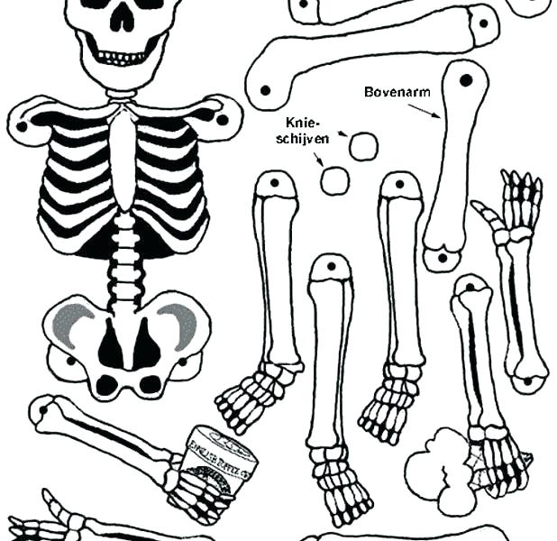 human-skeleton-coloring-pages-at-getcolorings-free-printable