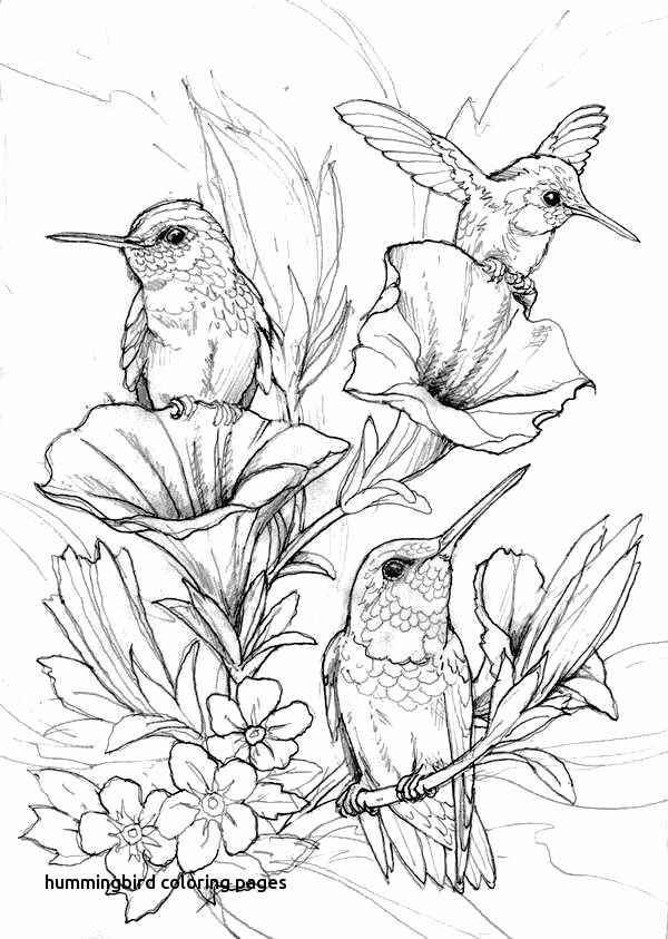 Hummingbird Coloring Page at GetColorings.com | Free printable